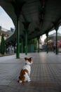 Jack russell is sitting at the station waiting. Little dog on the transport Royalty Free Stock Photo