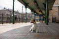 Jack russell is sitting at the station waiting. Little dog on the transport