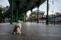 Jack russell is sitting at the station waiting. Little dog on the transport Royalty Free Stock Photo