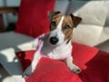 Jack Russell sunbathing Red Pillow sofa Royalty Free Stock Photo