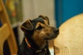 Jack Russell at Table