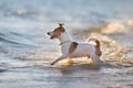 Jack russell terier on water Royalty Free Stock Photo