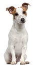 Jack Russell Terrier, 10 months old Royalty Free Stock Photo