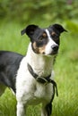 Jack Russell Terrier Royalty Free Stock Photo