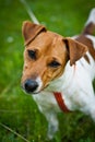 Jack Russell terrier Royalty Free Stock Photo