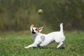 Jack Russell terrier