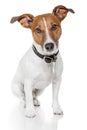 Jack russell terrier Royalty Free Stock Photo