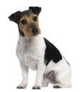 Jack Russell Terrier, 3 years old, sitting Royalty Free Stock Photo