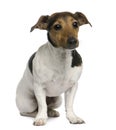 Jack Russell Terrier, 4 years old, sitting Royalty Free Stock Photo