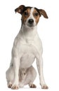 Jack Russell Terrier, 4 years old, sitting Royalty Free Stock Photo