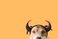 Dog wearing devilish horns as funny Halloween outfit