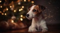 Jack Russell terrier as christmas present for children concept. Four months old adorable doggy on couch by the holiday tree,