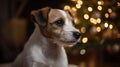 Jack Russell terrier as christmas present for children concept. Four months old adorable doggy on couch by the holiday tree,