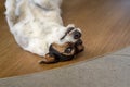 Jack Russell Terrier asking cutely for kibble or caress Royalty Free Stock Photo