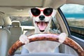 Jack Russell Terrier behind the wheel of a car Royalty Free Stock Photo