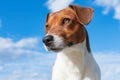 Jack Russell Terrier, portrait. Intelligent and loyal dog eyes. The training of a hunting Terrier in anticipation of production.