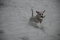 Jack Russell Terrier carries an aport in his mouth and runs through the snow