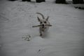 Jack Russell Terrier carries an aport in his mouth and runs through the snow