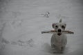 Jack Russell Terrier carries an aport in his mouth and runs through the snow Royalty Free Stock Photo