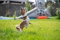 Jack Russell Terrier catches a spray of water. the dog is playing outside. Royalty Free Stock Photo