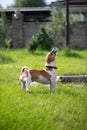 Jack Russell Terrier catches a spray of water. the dog is playing outside. Royalty Free Stock Photo