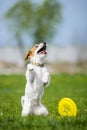 Jack Russell Terrier catching frisbee disk