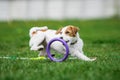 Jack Russell Terrier catching puller toy