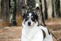Jack Russell Terrier cattledog mixed breed dog portrait