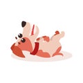 Jack russell terrier character laying upside down on his back , cute funny dog vector Illustration Royalty Free Stock Photo