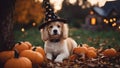 jack russell terrier charming Halloween puppy with a twinkling witch hat, sitting amidst a pile of miniature pumpkins
