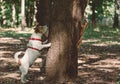 Dog sniffing from wrong side of tree looking for squirrel Royalty Free Stock Photo