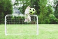 Comic dog catching football soccer ball saving children`s goal Royalty Free Stock Photo