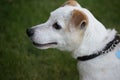 Jack Russell Terrier Royalty Free Stock Photo