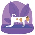 Jack russell terrier or cute character doing yoga on plants background, flat vector stock illustration with dog doing yoga asanas