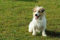 Jack Russell terrier dog Royalty Free Stock Photo