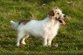 Jack Russell terrier dog Royalty Free Stock Photo