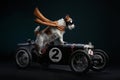 A Jack Russell Terrier dog commands a classic motorcycle sidecar Royalty Free Stock Photo