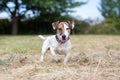 Jack Russell terrier dog in backyard Royalty Free Stock Photo