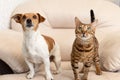 Jack Russell Terrier dog and Bengal cat. Purebred dog and cat. Animal themes