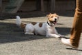 Jack Russell Terrier dog close-up, summer, outdoor.