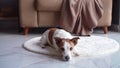 A Jack Russell Terrier dog crouches playfully on a fluffy white rug