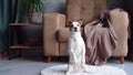 A Jack Russell Terrier dog crouches playfully on a fluffy white rug