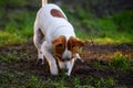 Jack Russell Terrier dog digging ground in garden