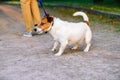 Dog lagging behind refuses to walk and drags leash in opposite way Royalty Free Stock Photo