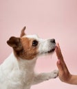 Jack Russell Terrier dog enjoys a gentle touch