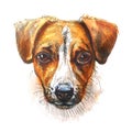 Jack Russell Terrier, dog face, portrait. Little dog looking into camera, front view, isolated, close-up. Hand drawn