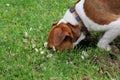 Jack russell terrier dog found something in the grass Royalty Free Stock Photo