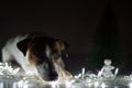 Jack russell terrier dog on a garland next to a small tabletop artificial tree on christmas eve