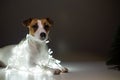 Jack russell terrier dog on a garland next to a small tabletop artificial tree on christmas eve