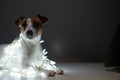 Jack russell terrier dog on a garland next to a small tabletop artificial tree on christmas eve